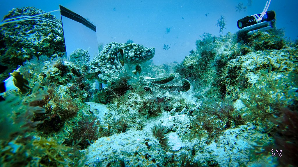 A simple version of the mirror test (self recognition test) is performed on an Octopus vulgaris in Cape Verde.